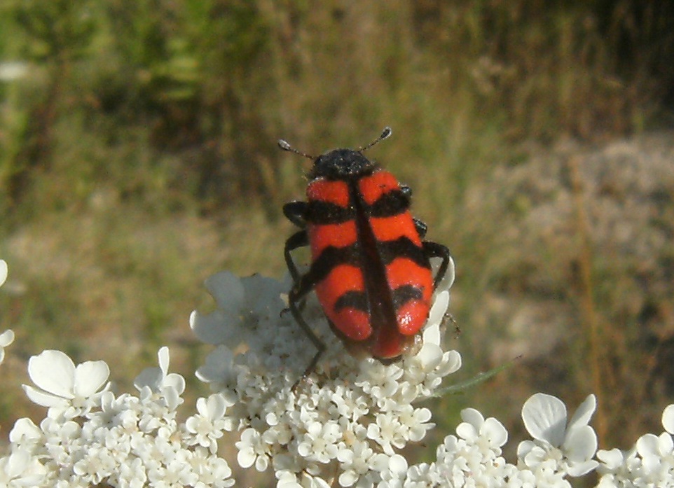 Galleria di insetti in volo